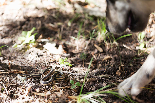 istock Dog Encounter with Garter Snake 612266692