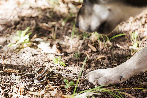 istock Dog Encounter with Garter Snake 612266698
