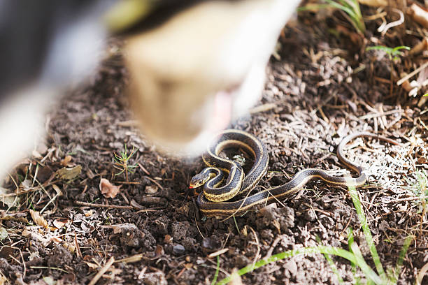 istock Dog Encounter with Garter Snake 612266726