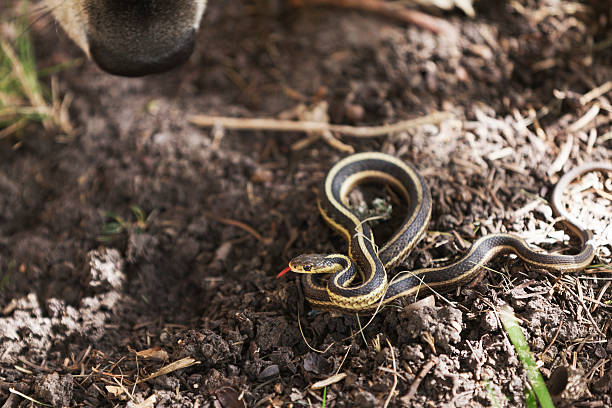 istock Dog Encounter with Garter Snake 612266762