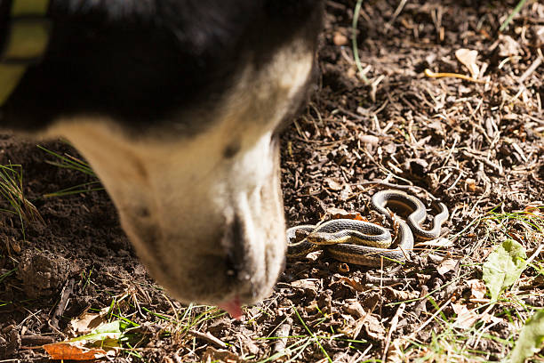 istock Dog Encounter with Garter Snake 612266778