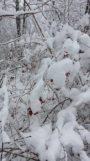 Red berries on the tree covered by the white snow