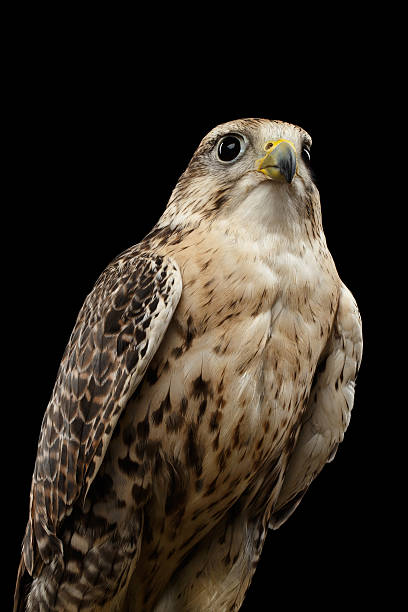 istock Close-up Saker Falcon, Falco cherrug, isolated on Black background 612268018