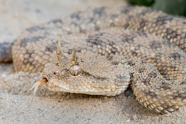 istock Venomous Desert Horned Viper Snake with Forked Tongue 612268698