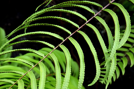 fern leaf closeup.