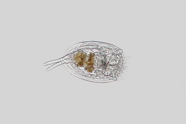 Freshwater zooplankton Rotifer or Rotifera Euchlanis Freshwater zooplankton Rotifer or Rotifera Euchlanis by microscope. Wheel animals. Benthic. rotifera stock pictures, royalty-free photos & images