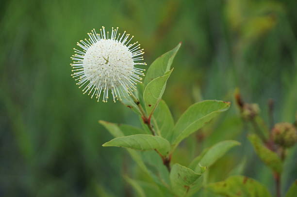 buttonbush flower in the swamps of the southern united states stock photo