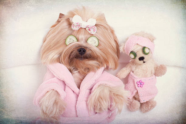 istock Yorkshire terrier dog and teddy bear message at the spa 612369136