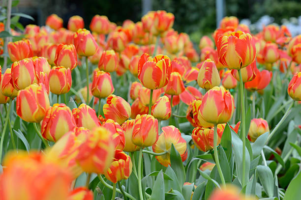 istock colorful tulips. tulips in spring,colourful tulip 612370424