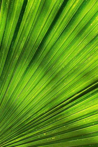 istock Close up of Tropical Green Leaf Texture 612370466