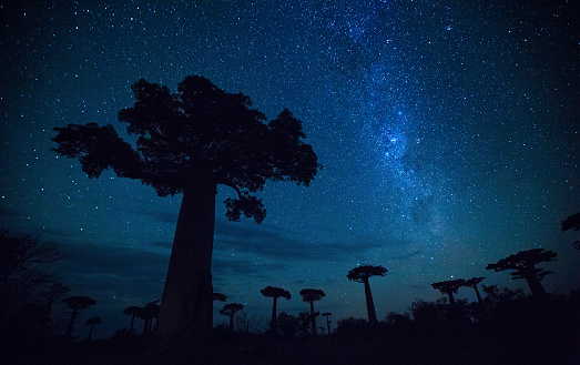 Starry sky and baobab trees. Madagascar