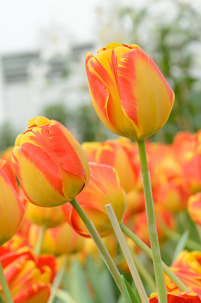 istock colorful tulips. tulips in spring,colourful tulip 612370634