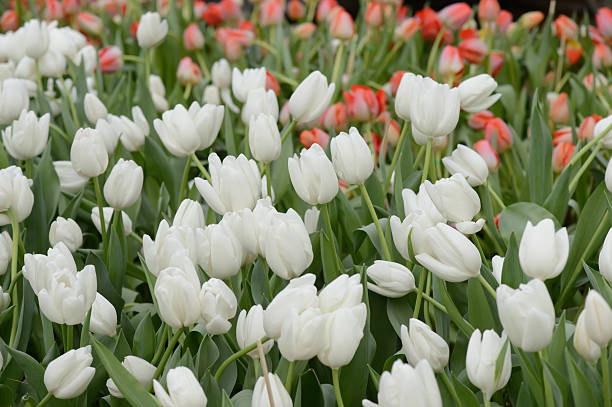 istock colorful tulips. tulips in spring,colourful tulip 612370896