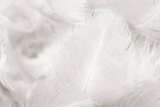 istock Black and white vintage color trends chicken feather texture background 612371192