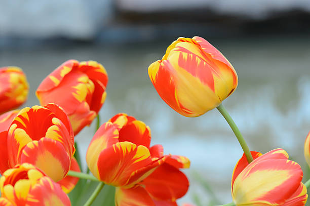 istock colorful tulips. tulips in spring,colourful tulip 612371308