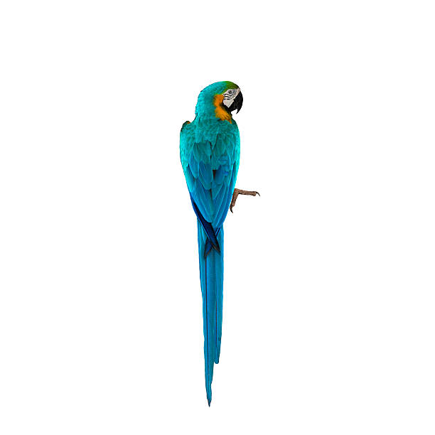 bellissimo uccello ara blu e oro isolato su sfondo bianco - claw rainforest outdoors close up foto e immagini stock