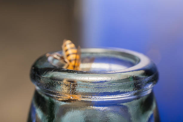 Close up glass bottles with Bee fly into scratching eating honeydew soda.