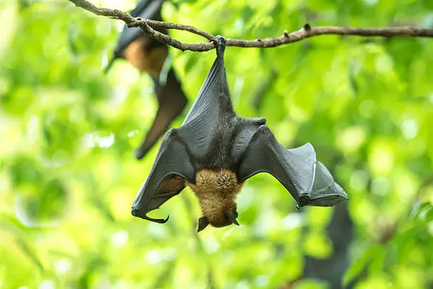 Photo of Bat haning upside down
