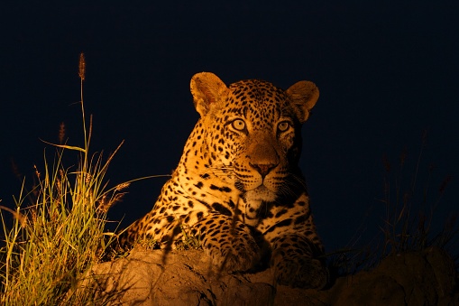 A male leopard was spotted on a night drive in Kruger National Park in South Africa. The male leopard was sitting on top of a termite mount looking out over the plains in search for any antelopes coming his way.