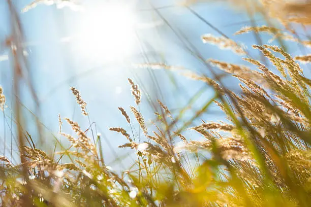 Dune grass in the sand dunes of Renesse, Netherlands, in early morning light