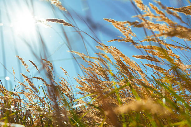 istock Landscape in the North-Sea area 612378384