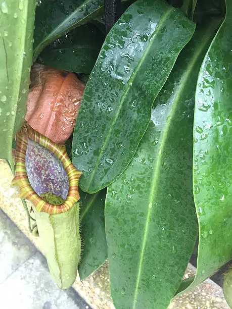 Nepenthes Plant