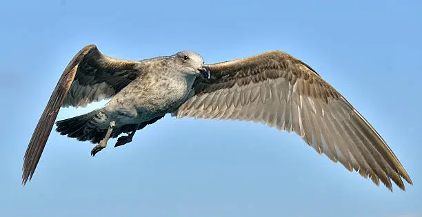 Photo of Flying Juvenile Kelp gull