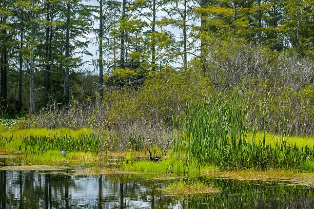 istock anhinga and little blue heron 612378766