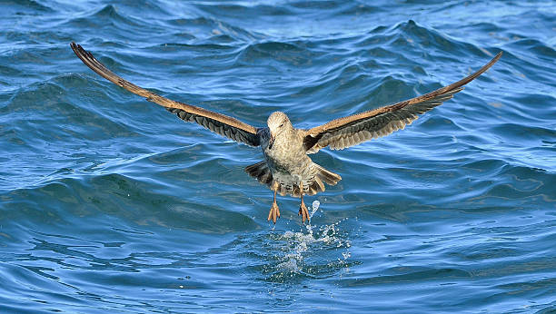 Flying Juvenile Kelp gull Flying Juvenile Kelp gull (Larus dominicanus), also known as the Dominican gull and Black Backed Kelp Gull. False Bay, South Africa kelp gull stock pictures, royalty-free photos & images