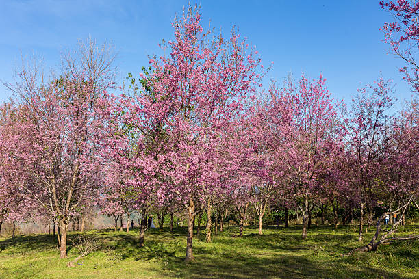 istock Cherry Blossom and sakura Thailand 612379156