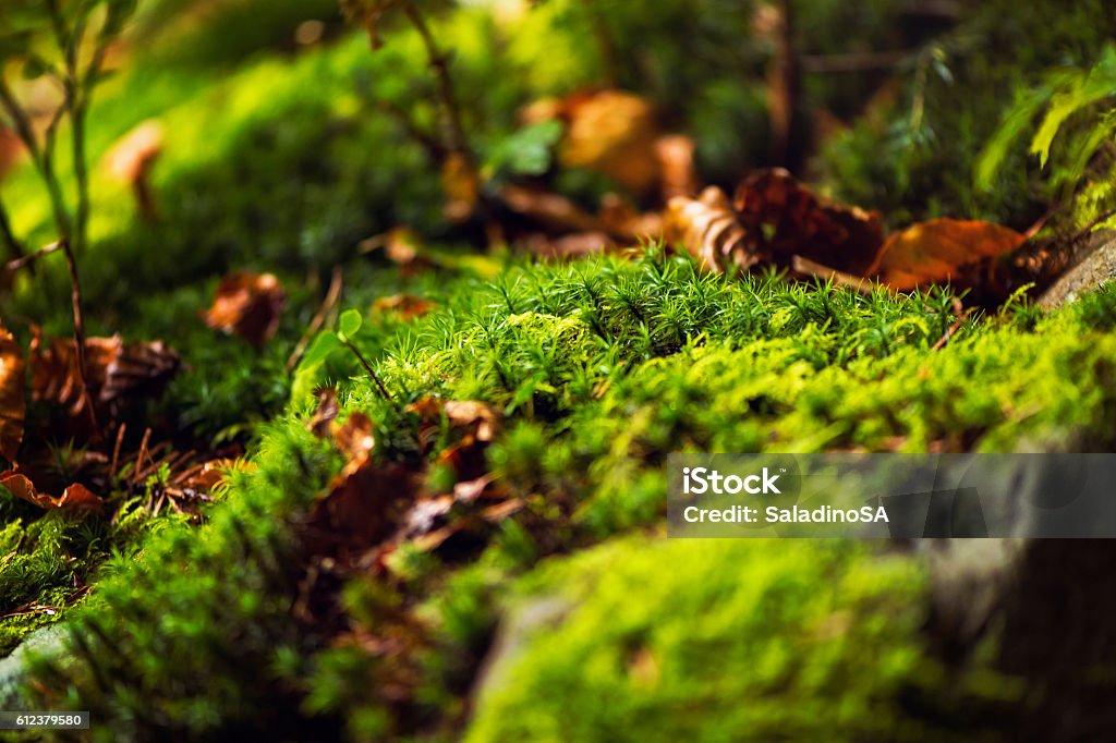 moss  - Lizenzfrei Wald Stock-Foto