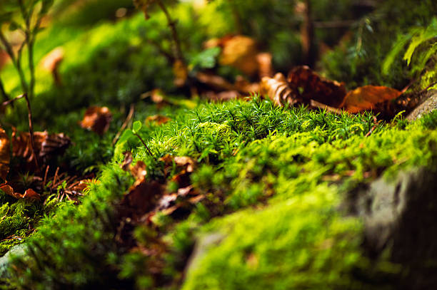 moss  - close up wilderness area national park non urban scene 뉴스 사진 이미지