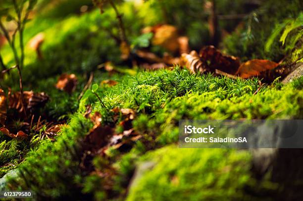 Moss Stock Photo - Download Image Now - Forest, Moss, Close-up
