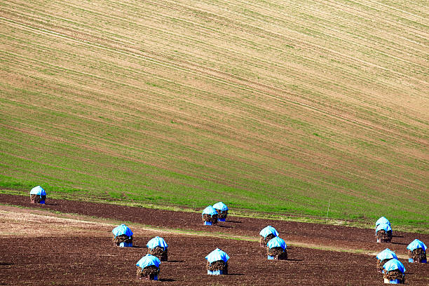 istock Drying the beans in the field 612379666
