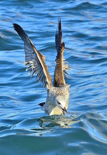 Flying Juvenile Kelp gull Flying Juvenile Kelp gull (Larus dominicanus), also known as the Dominican gull and Black Backed Kelp Gull. False Bay, South Africa kelp gull stock pictures, royalty-free photos & images