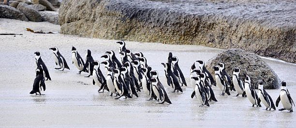istock African penguins walk out of the ocean 612380392