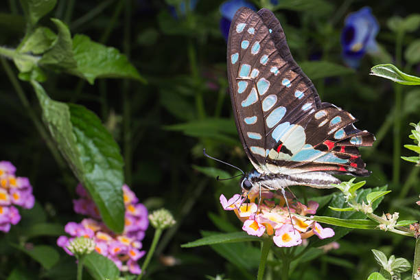 istock Close up of Tailed Jay (Graphium agamemnon) butterfly on Brillia 612380426