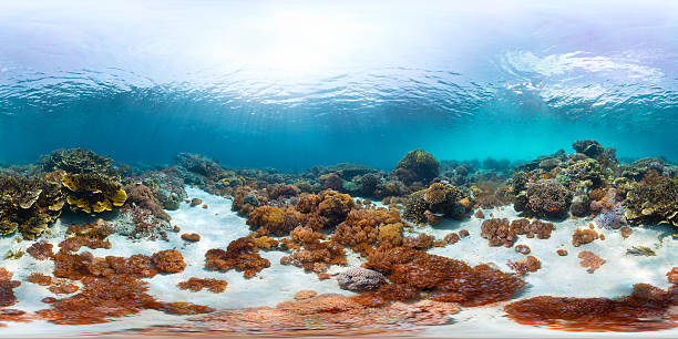 Seamless panorama of the sea floor Spherical, 360 degrees, seamless panorama of the sea floor with corals water balls for plants pictures stock pictures, royalty-free photos & images