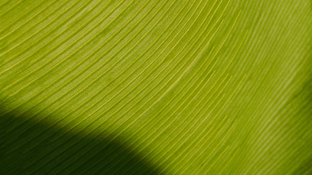 istock Texture of Aglaonema 612381688