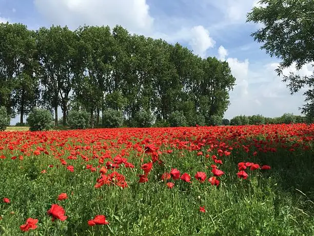 Flowering red poppy field, enclosed with trees and shrubs, giving a true summer country side atmosphere.   