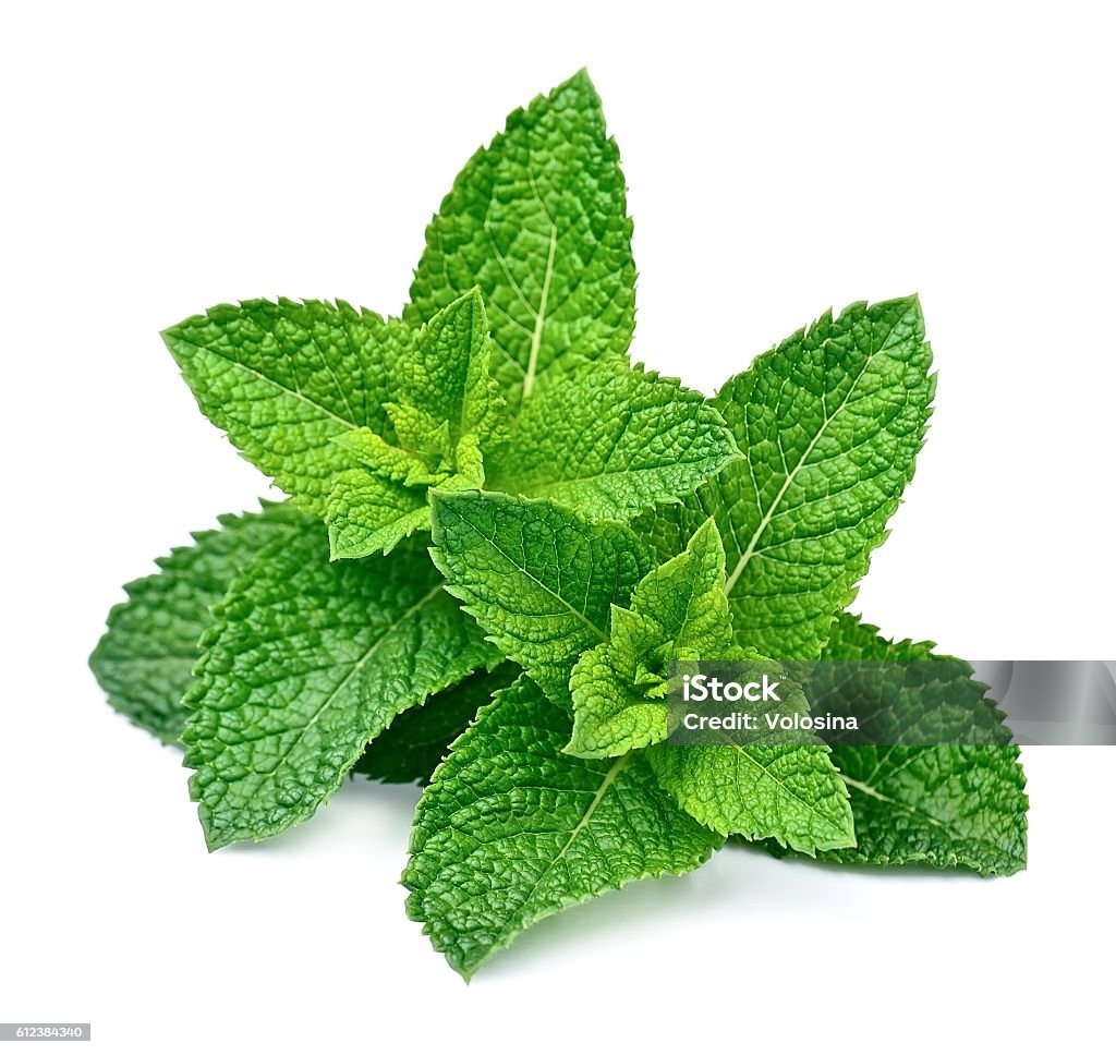 Mint leaf close up Mint leaf close up on a white background Mint Leaf - Culinary Stock Photo