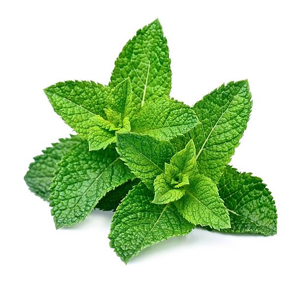 Mint leaf close up Mint leaf close up on a white background spearmint stock pictures, royalty-free photos & images