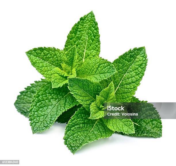 Mint Leaf Close Up Stock Photo - Download Image Now - Mint Leaf - Culinary, Spearmint, Leaf