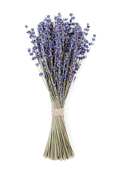 Dry lavender bouquet or bunch isolated on white background.
