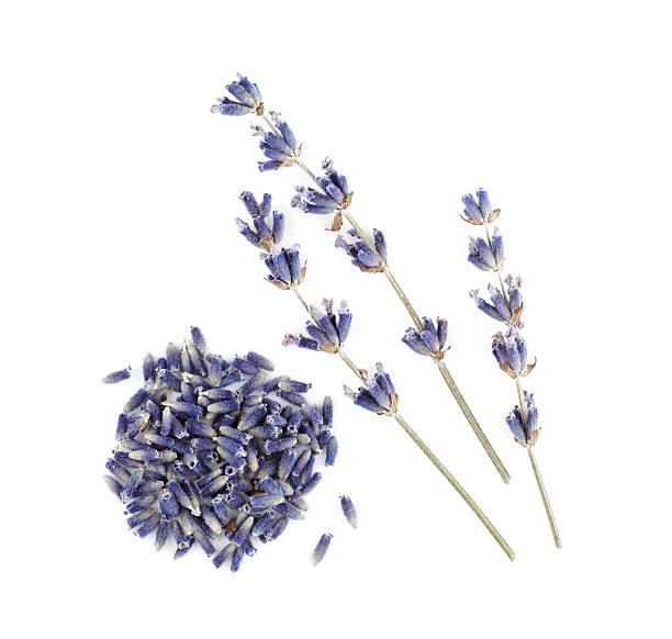 흰색 배경에 고립 된 마른 라벤더. - lavender dried plant lavender coloured bunch 뉴스 사진 이미지