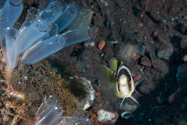 istock sea squirt close up macro while diving indonesia 612384880