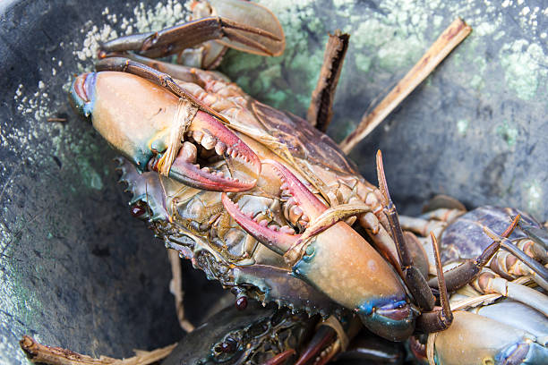 istock fresh crab in the bucket 612387580