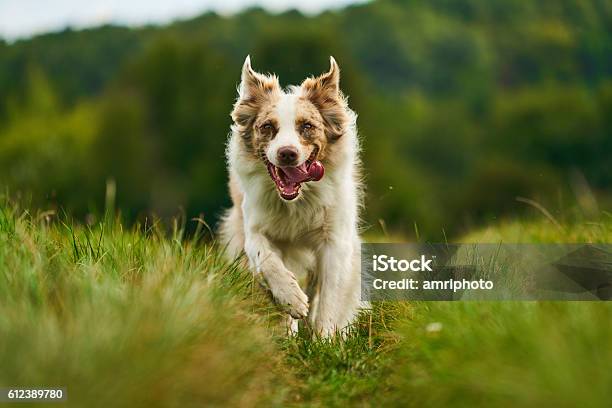 Australian Shepherd Dog Running Fast Stock Photo - Download Image Now - Australian Shepherd, Running, Dog