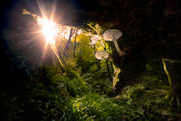 mushrooms lit by autumn sunrise filtering through forest beech trees - sunrise leaf brightly lit vibrant color imagens e fotografias de stock