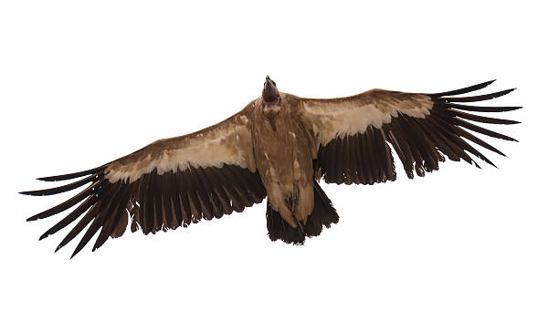 abutre. - griffon vulture imagens e fotografias de stock